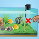 Illustration for article titled How to Take Care of Aquarium Fish?
